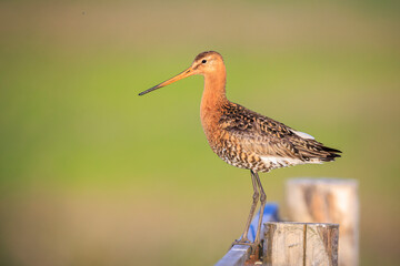 Black-tailed godwit Limosa Limosa foraging in a green meadow