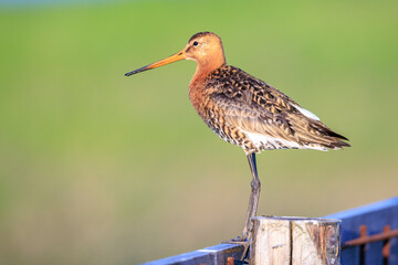 Black-tailed godwit Limosa Limosa foraging in a green meadow
