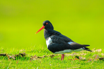 Eurasian oystercatcher, Haematopus ostralegus, perched in a green and blooming meadow.