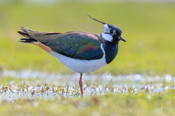 Northern lapwing, Vanellus vanellus, wading bird in a meadow
