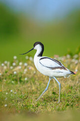 Pied Avocet, Recurvirostra avosetta, foraging