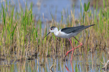 Black-necked stilt, Himantopus mexicanus, wader bird posing and foraging.
