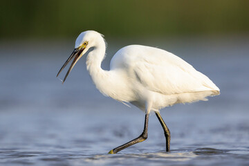 Little Egret, Egretta garzetta, fishing foraging hunting