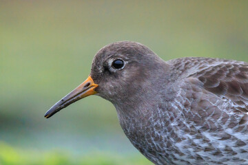 Purple sandpiper, calidris maritima, shorebird foraging between rocks