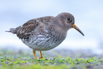 Purple sandpiper, calidris maritima, shorebird foraging between rocks