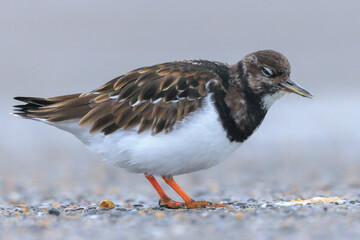 Closeup of a Rubby turnstone Arenaria interpres wading bird foraging between rocks at the sea coast