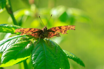 Comma butterfly Polygonia c-album resting side view