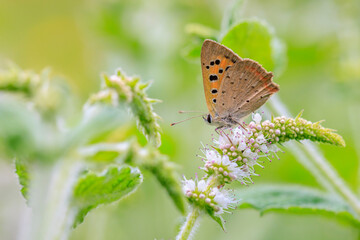 Small or common copper butterfly lycaena phlaeas closeup