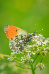 Anthocharis cardamines Orange tip male butterfly resting in sunlight