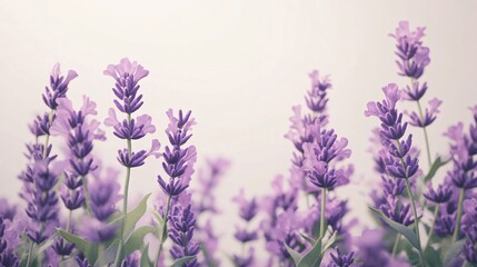 Naklejka premium Vibrant lavender flowers in full bloom, creating a serene and calming atmosphere.