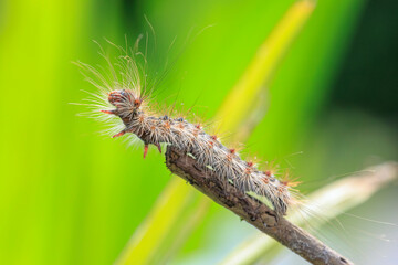 Gypsy moth or spongy moth , Lymantria dispar, caterpillar crawling and climbing.