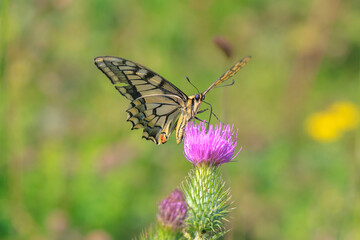 Old World swallowtail also common yellow swallowtail butterfly, Papilio machaon, feeding nectar of a purple thistle flower