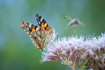 Painted Lady butterfly, Vanessa Cardui, feeding