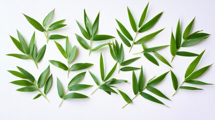 Fototapeta premium A beautiful arrangement of fresh green bamboo leaves on a clean white background.