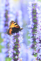 Aglais urticae small tortoiseshell butterfly isolated by nature