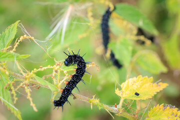 Aglais io, Peacock butterfly caterpillar