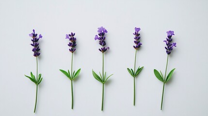 Obraz premium Five delicate lavender stems arranged in a line against a soft white background, showcasing their vibrant purple blooms.