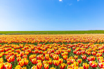 Blooming colorful Dutch yellow red tulips flower field under a blue sky.