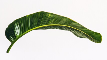 Obraz premium A vibrant, curved banana leaf showcasing rich green hues against a clean white background.