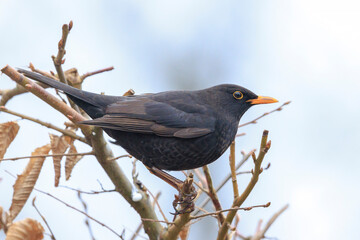 Blackbird, turdus merula, singing in a tree