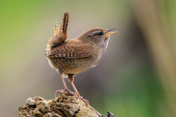 Eurasian Wren bird, Troglodytes troglodytes, display, singing and mating during Springtime
