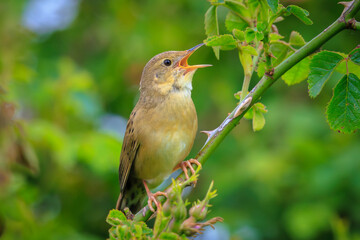 Singing Common Grasshopper warbler bird Locustella naevia in search for a mate during spring season