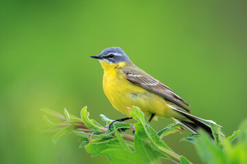 Closeup of a male western yellow wagtail bird Motacilla flava singing
