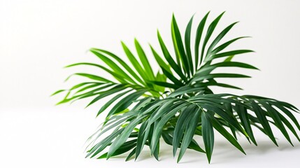 Fototapeta premium Lush green palm leaves arranged elegantly on a bright background.