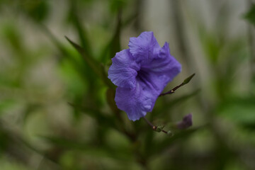Fototapeta premium Ruellia simplex, or also known as Purple Kencana, is a flowering plant from the Acanthaceae family. This plant has purple, pink, blue, or white flowers 