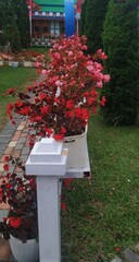 Red Wax Begonia Blooms Lushly on the Garden Wall