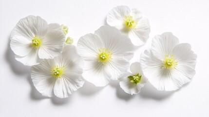 Obraz premium Delicate white flowers with yellow centers arranged artistically on a soft white background.