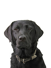  schwarzer Labrador