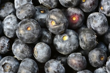 Fresh juicy bilberries all over the screen top view. Background of close up bilberries.
