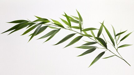 Fototapeta premium A vibrant green bamboo leaf against a clean white background, showcasing its elegant shape and natural beauty.