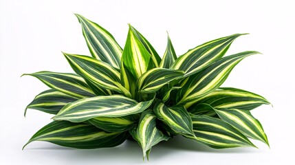 Lush green plant with striking green and white striped leaves, creating a vibrant indoor atmosphere.