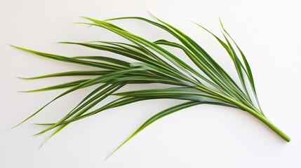 Fototapeta premium A vibrant green leaf with long, slender fronds showcasing beautiful shades of yellow and green.