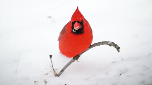 Slow motion male Northern cardinal in a winter snow storm. 