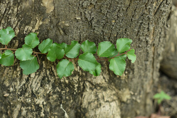 Rukem leaves with teak bark background