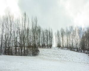 path in the snow