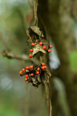 Creeping saga seeds (Abrus pecatorius), while the vines saga leaves are useful for canker sores,...
