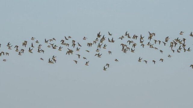 a large flock of hundreds of Golden Plover (Pluvialis dominica) 