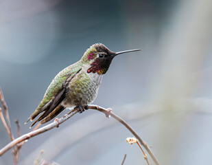 Anna's Hummingbird in Winter