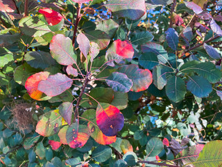 Close-up image of autumn leaves, showcasing reds, oranges, yellows, and greens Captured during fall...