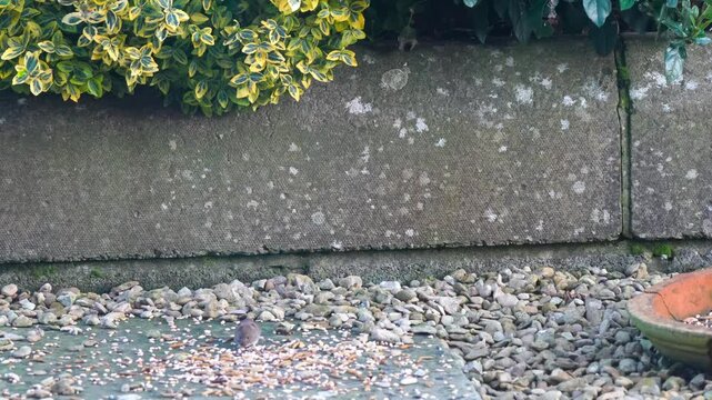 a wood mouse (long tailed field, Apodemus sylvaticus) feeding in a garden patio area