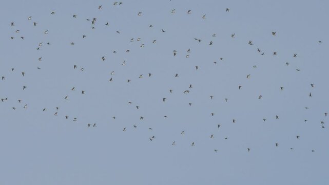 a large flock of hundreds of Golden Plover (Pluvialis dominica) 
