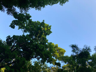 Artistic image depicting a vibrant, blurred canopy of green leaves with contrasting sky