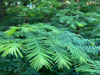 Close-up of glistening, curved green leaves on a sprig against blurred forestbush backdrop under soft lighting