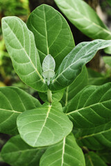 Plant with fresh green leaves