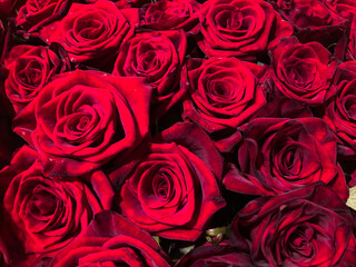 Close-up image of fresh, well-maintained red roses Soft lighting with subtle shadows, deep to vibrant red colors Focus on capturing beauty and natural details