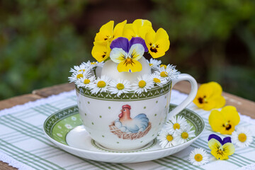 Oster-Arrangement mit Gänseblümchen und Hornveilchen-Blüten im Ei in einer Tasse mit Ostermotiv	